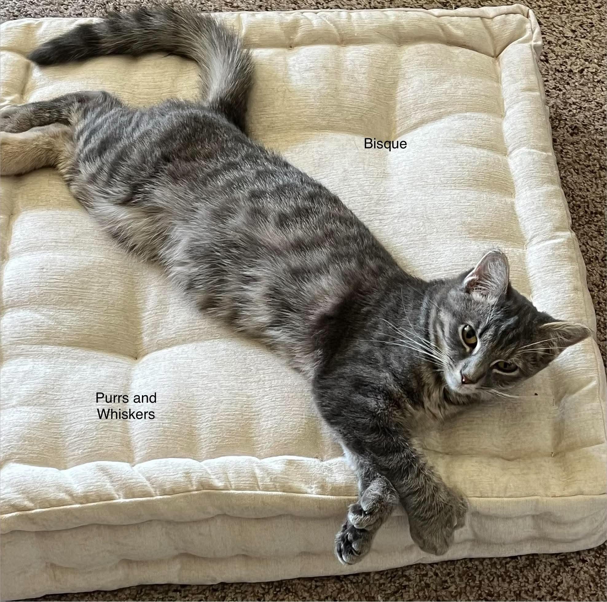Bisque, Adoptable, Kitten Female Domestic Short Hair.