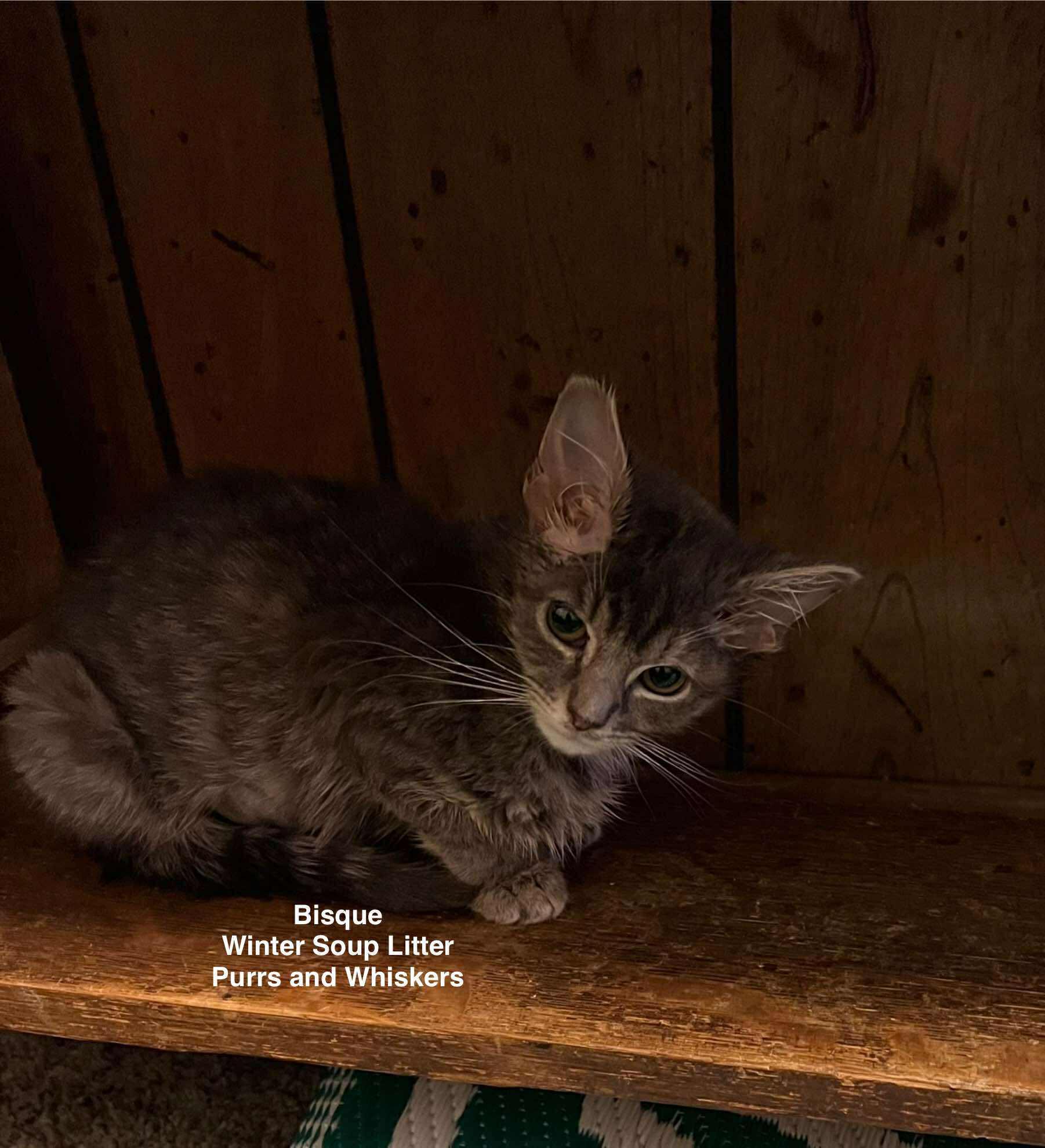 Bisque, ADOPTABLE, Kitten Female Domestic Short Hair.