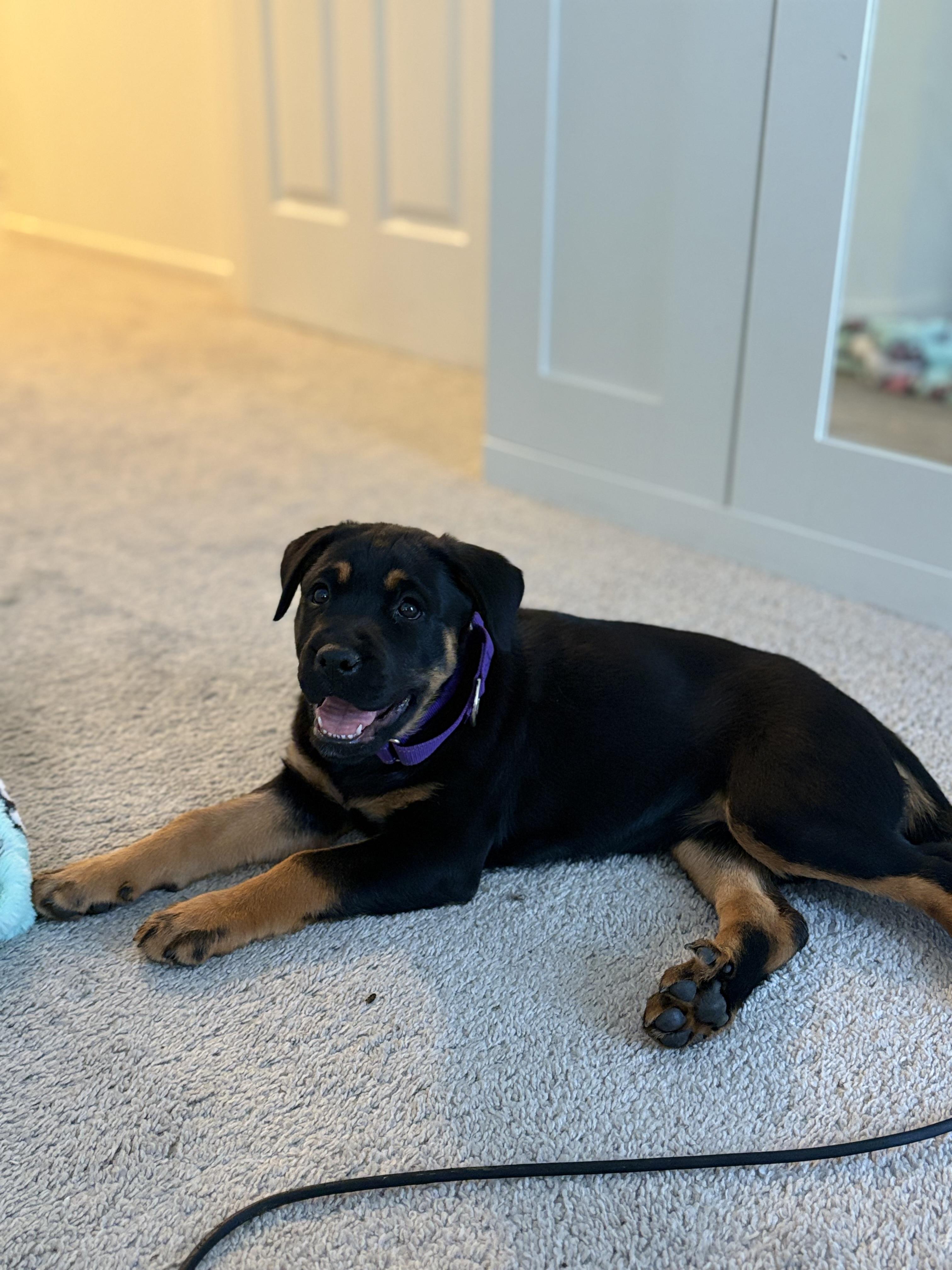 Enlarge Letty, an adopted mixed breed in Lodi, CA image 1/5