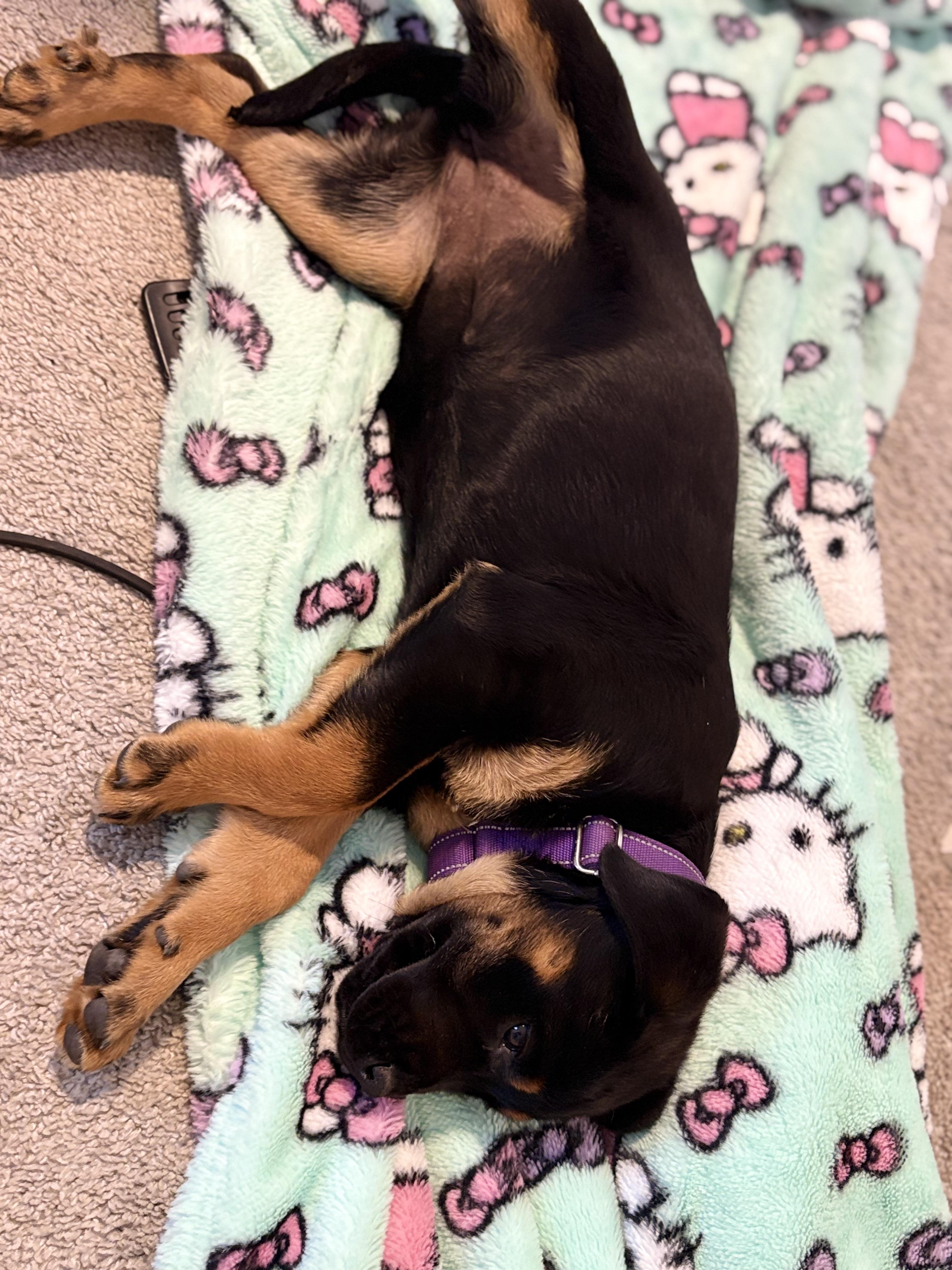 Enlarge Letty, an adopted mixed breed in Lodi, CA image 2/5