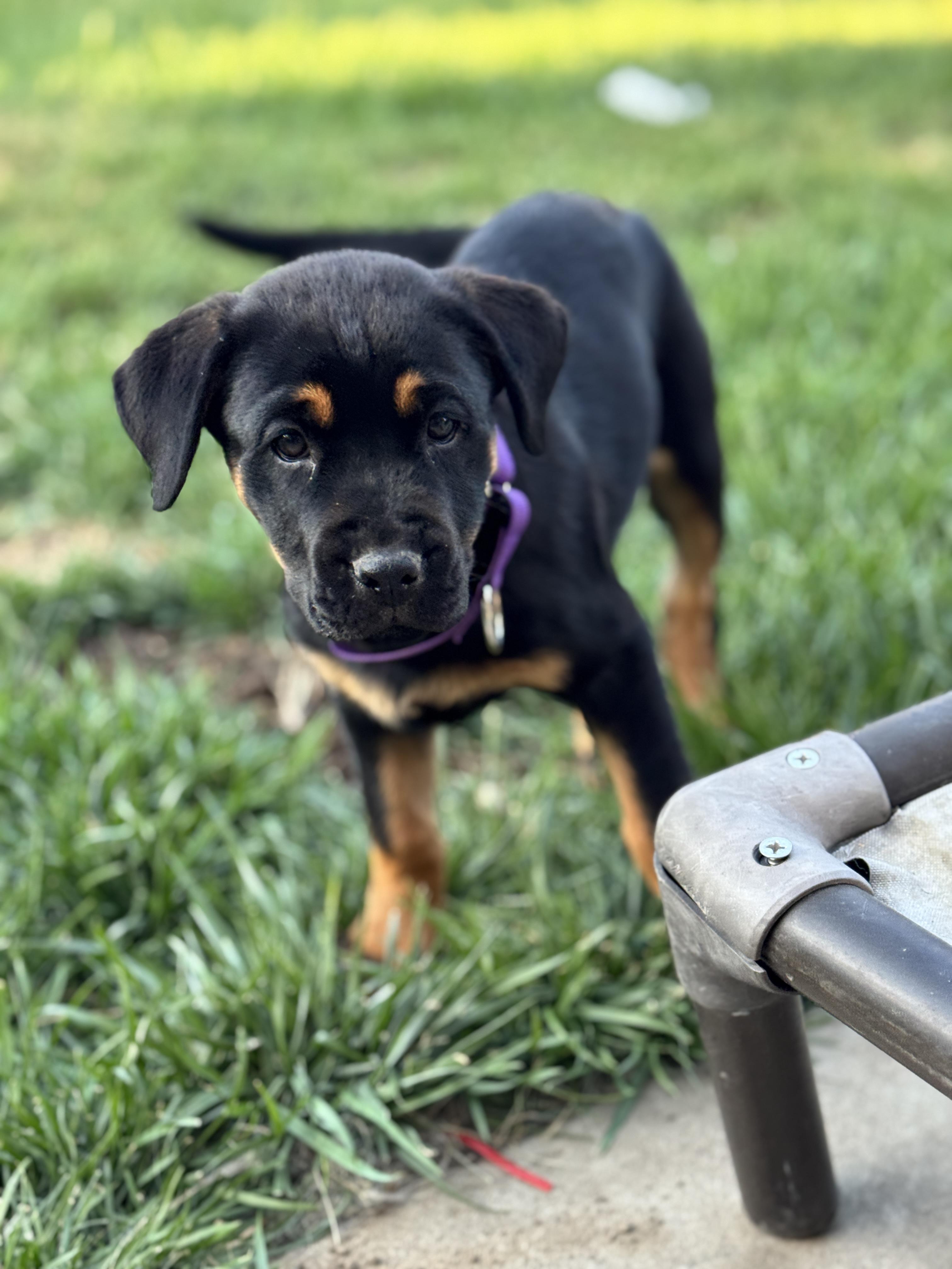 Enlarge Letty, an adopted mixed breed in Lodi, CA image 3/5