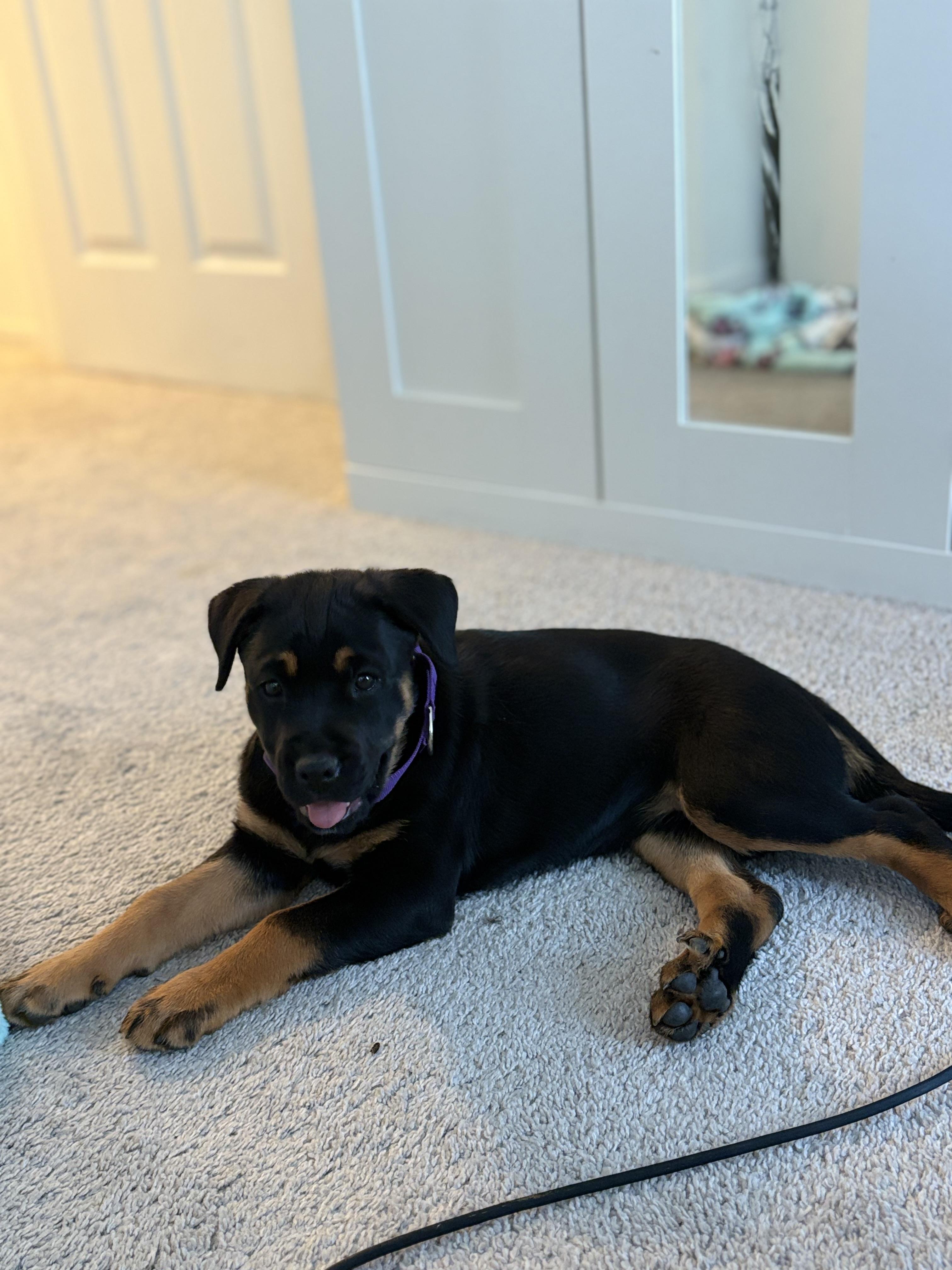 Enlarge Letty, an adopted mixed breed in Lodi, CA image 5/5