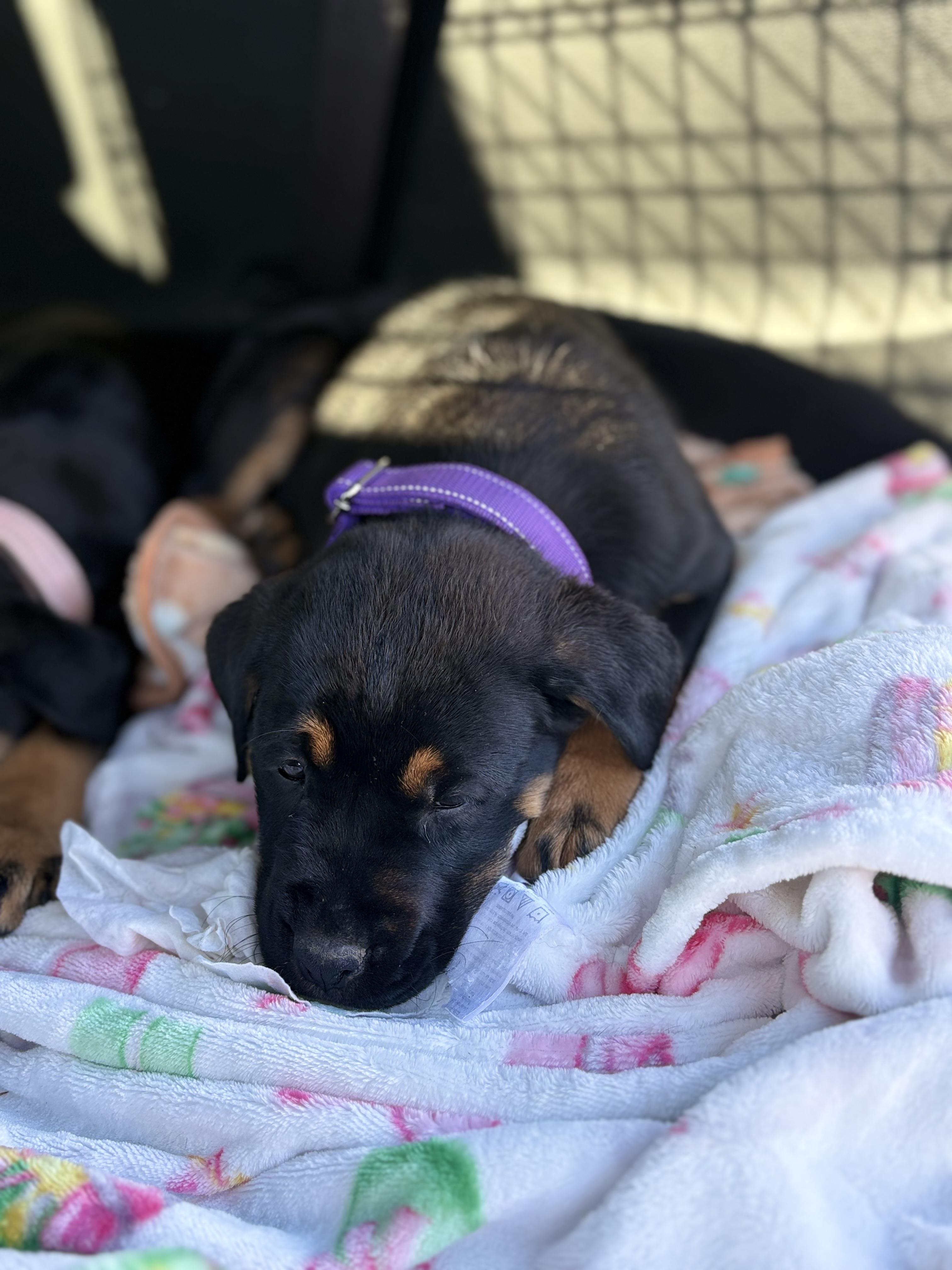 Enlarge Letty, an adopted mixed breed in Lodi, CA image 4/5