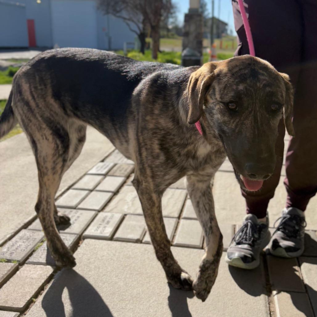 Darla, a Adoptable Mixed Breed in Spokane, WA image 1/6