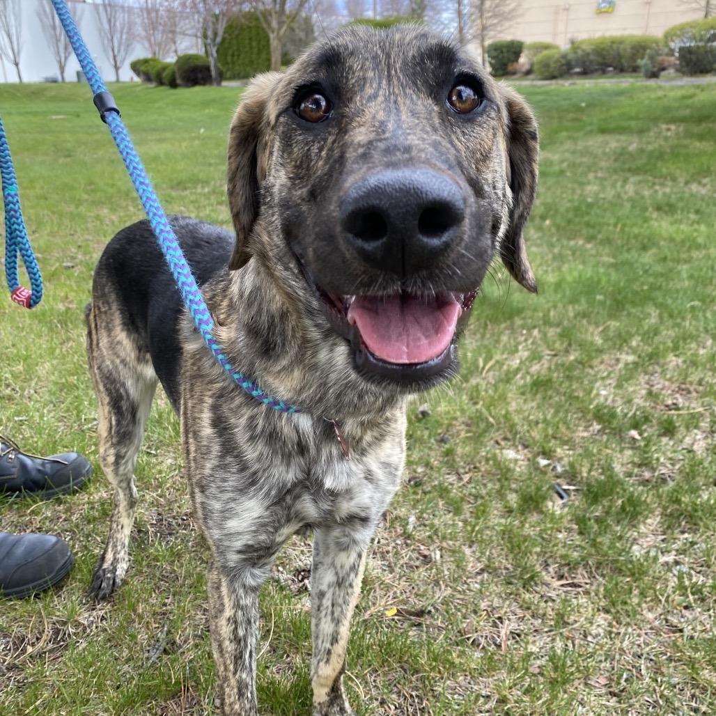 Darla, a Adoptable Mixed Breed in Spokane, WA image 2/6