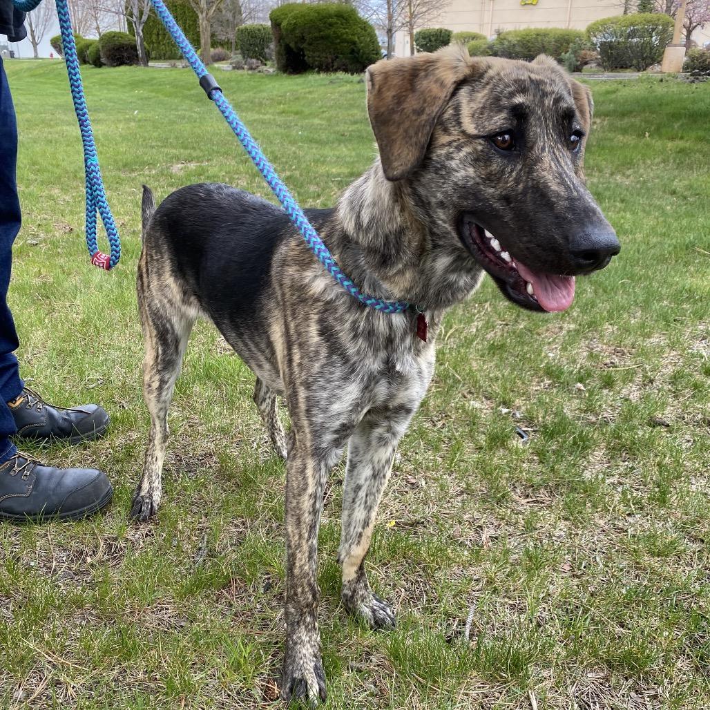 Darla, a Adoptable Mixed Breed in Spokane, WA image 3/6