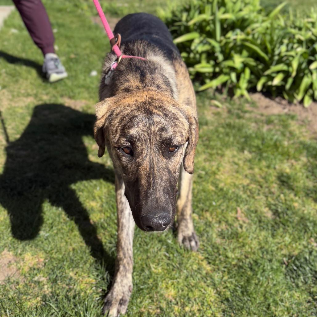 Darla, a Adoptable Mixed Breed in Spokane, WA image 4/6