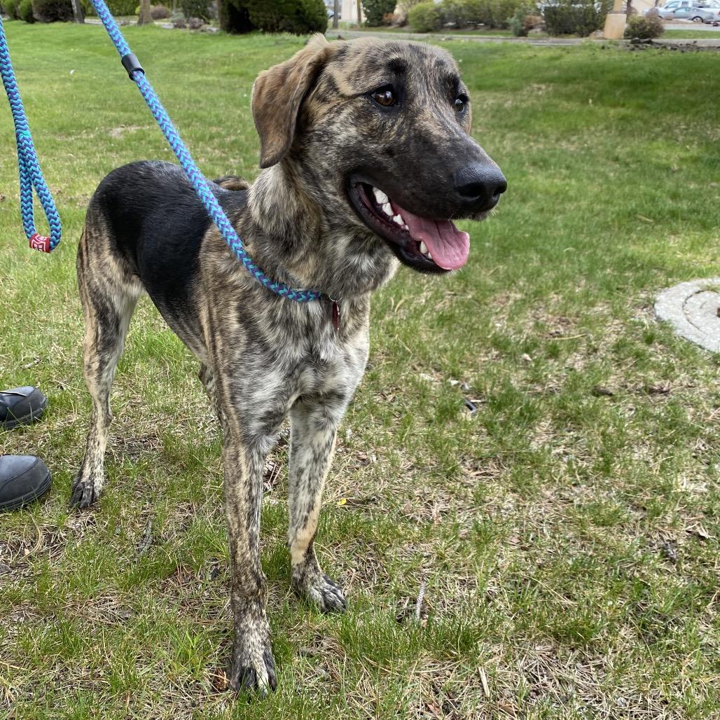 Darla, a Adoptable Mixed Breed in Spokane, WA image 5/6