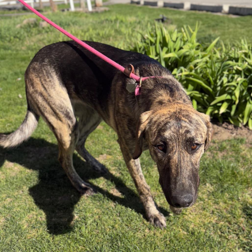 Darla, a Adoptable Mixed Breed in Spokane, WA image 6/6