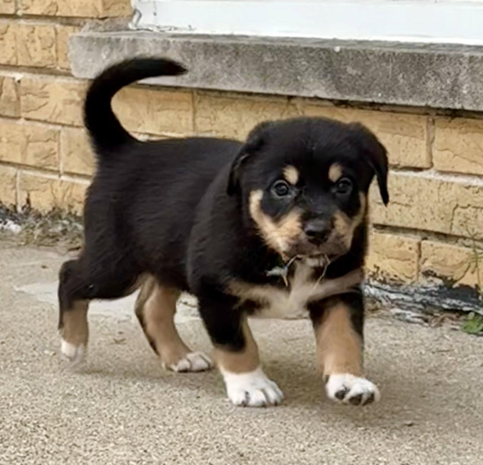 Tig, a Adoptable mixed breed in Hillside, IL image 1/3