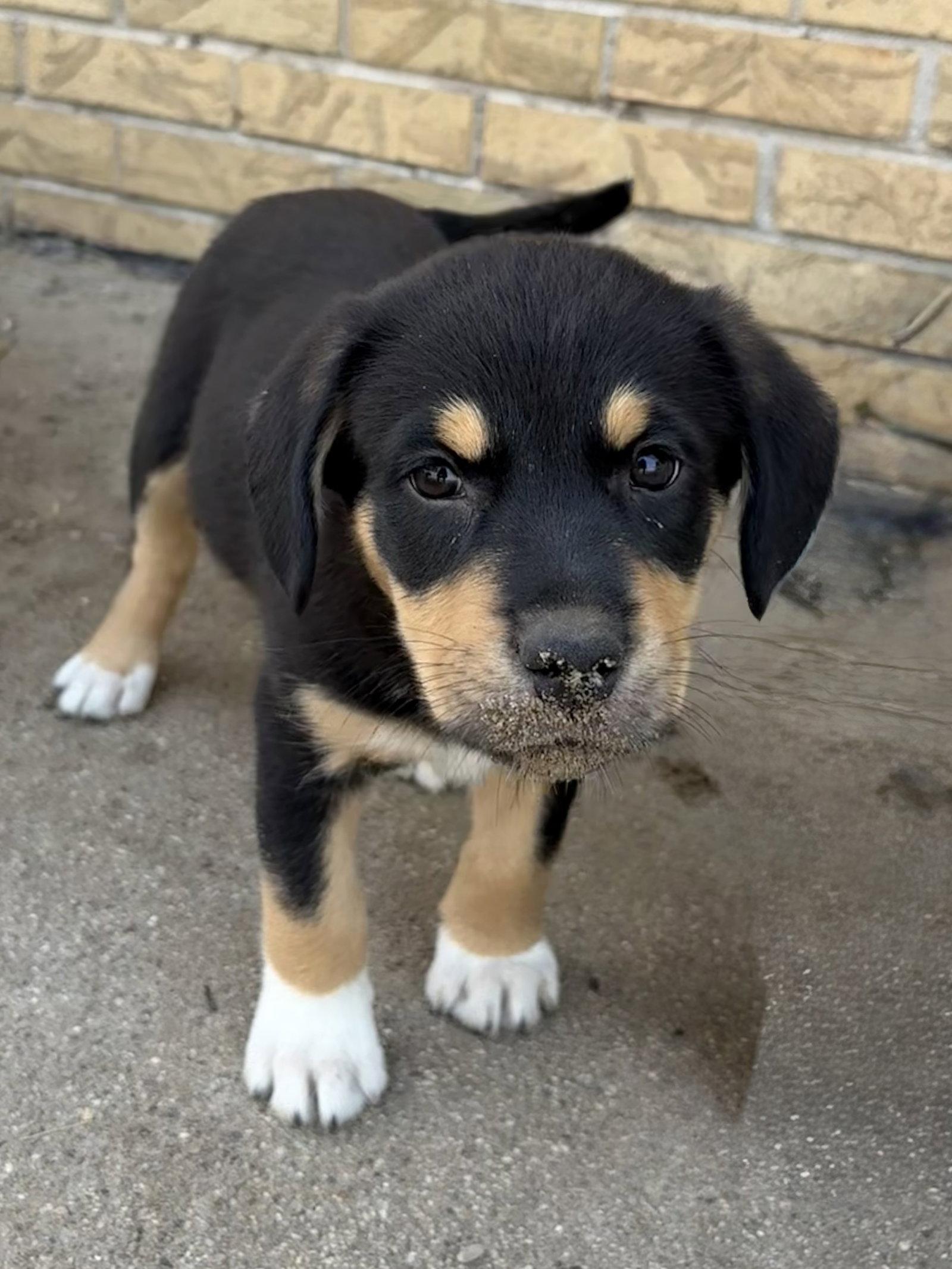 Tig, a Adoptable mixed breed in Hillside, IL image 2/3