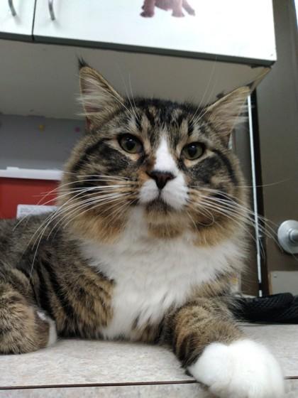 King — thumbnail 2