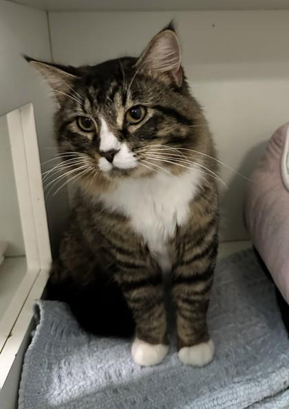 King — thumbnail 3