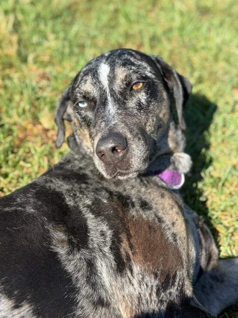 Enlarge Bjork, a Adoptable Catahoula Leopard Dog in South Bend, IN image 2/6