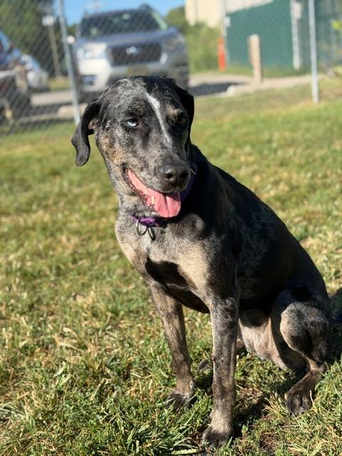 Enlarge Bjork, a Adoptable Catahoula Leopard Dog in South Bend, IN image 4/6