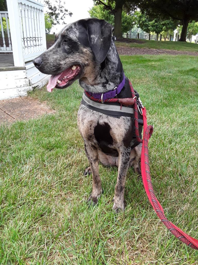 Bjork, a Adoptable Catahoula Leopard Dog in South Bend, IN image 3/4