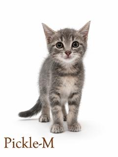 Enlarge Pickle, a Adoptable mixed breed in Guntersville, AL image 1/1
