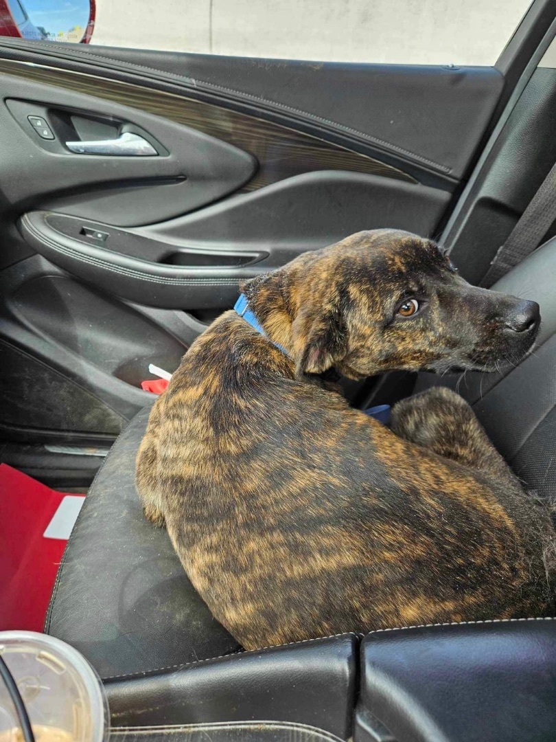 Macland, Adopted, Puppy Male Cane Corso.