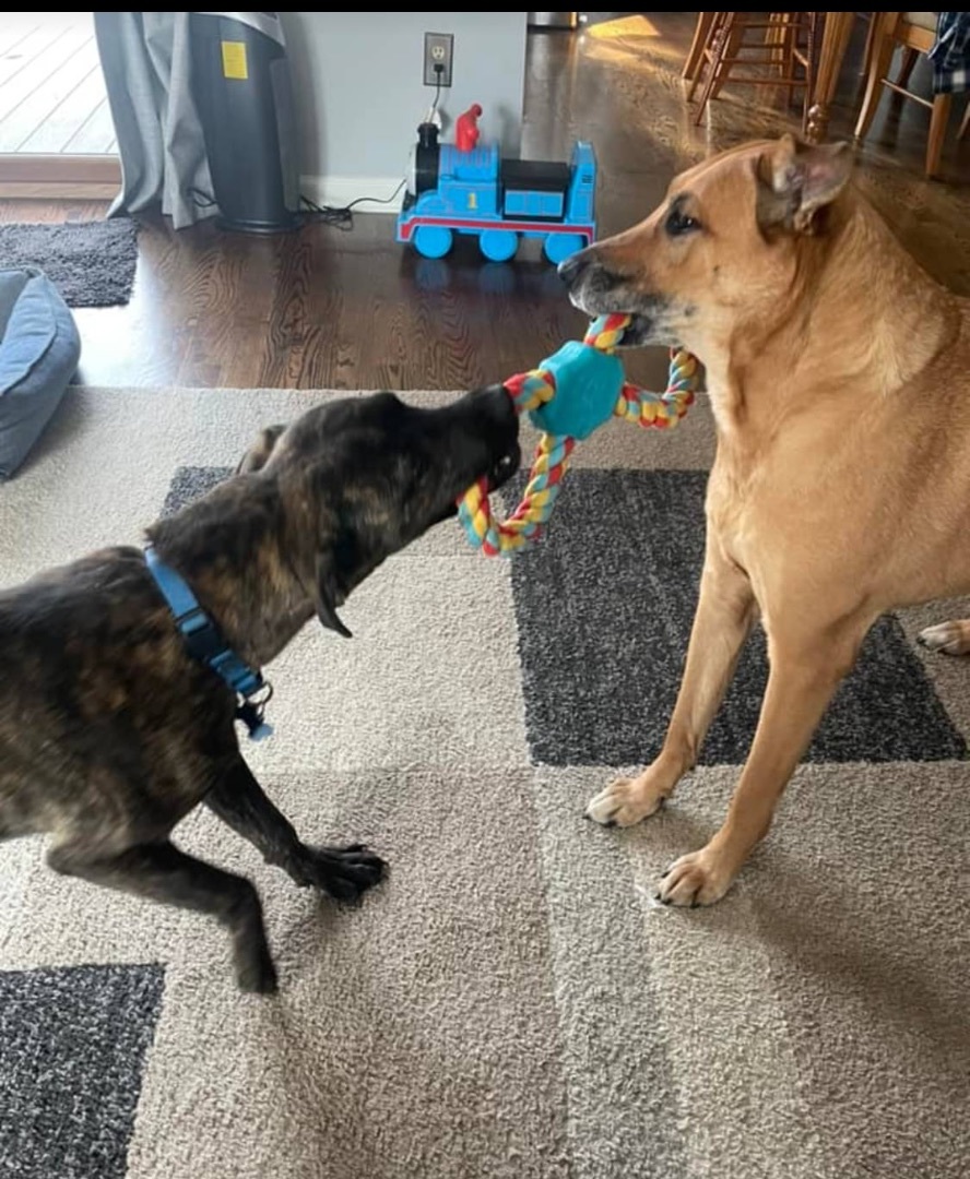 Enlarge Macland, a Adopted Cane Corso in Westland, MI image 2/6