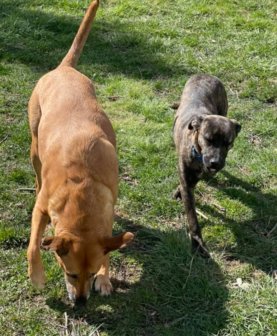 Enlarge Macland, a Adopted Cane Corso in Westland, MI image 3/6