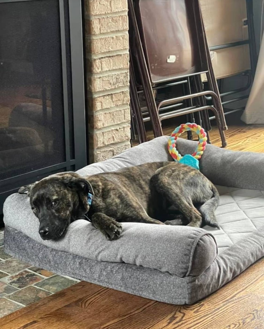 Enlarge Macland, a Adopted Cane Corso in Westland, MI image 4/6