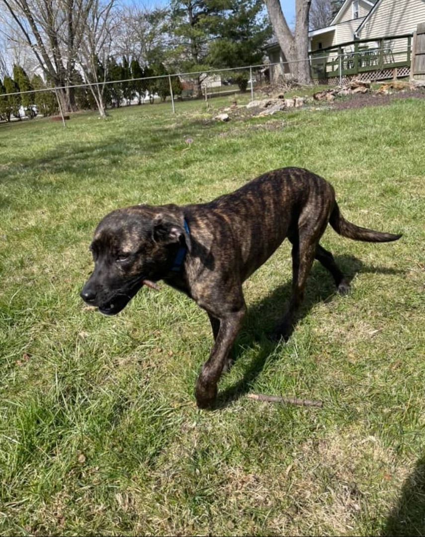 Enlarge Macland, a Adopted Cane Corso in Westland, MI image 5/6