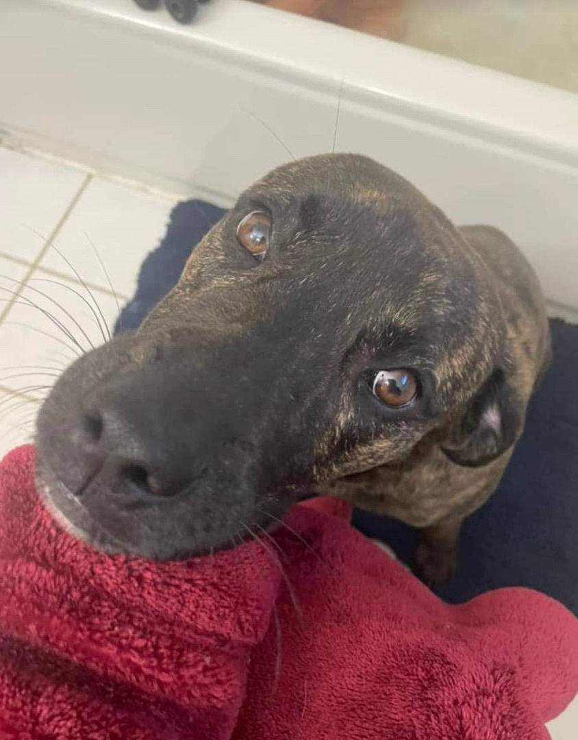 Enlarge Macland, a Adopted Cane Corso in Westland, MI image 6/6