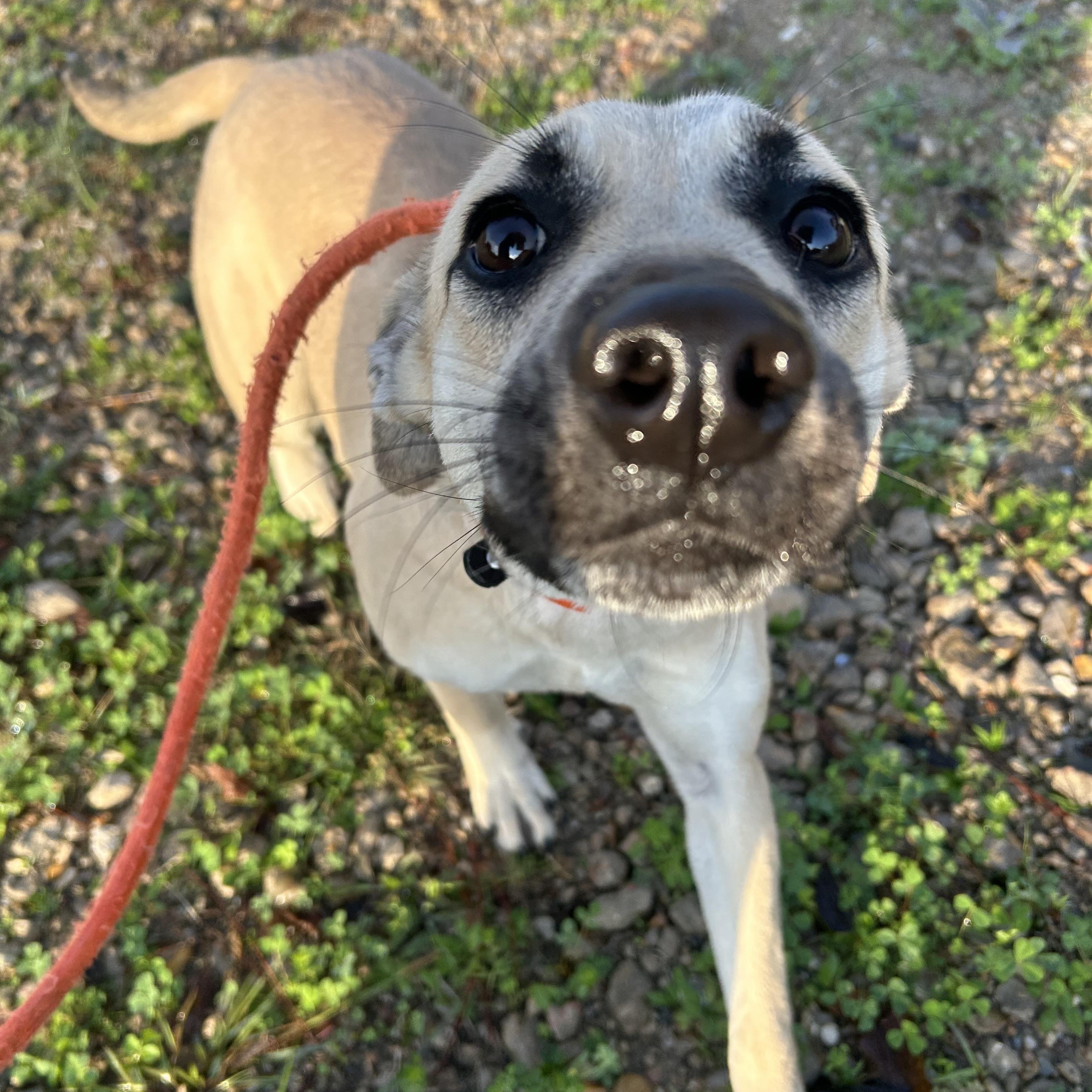 Shera, an adopted mixed breed in Leesburg, VA image 4/5