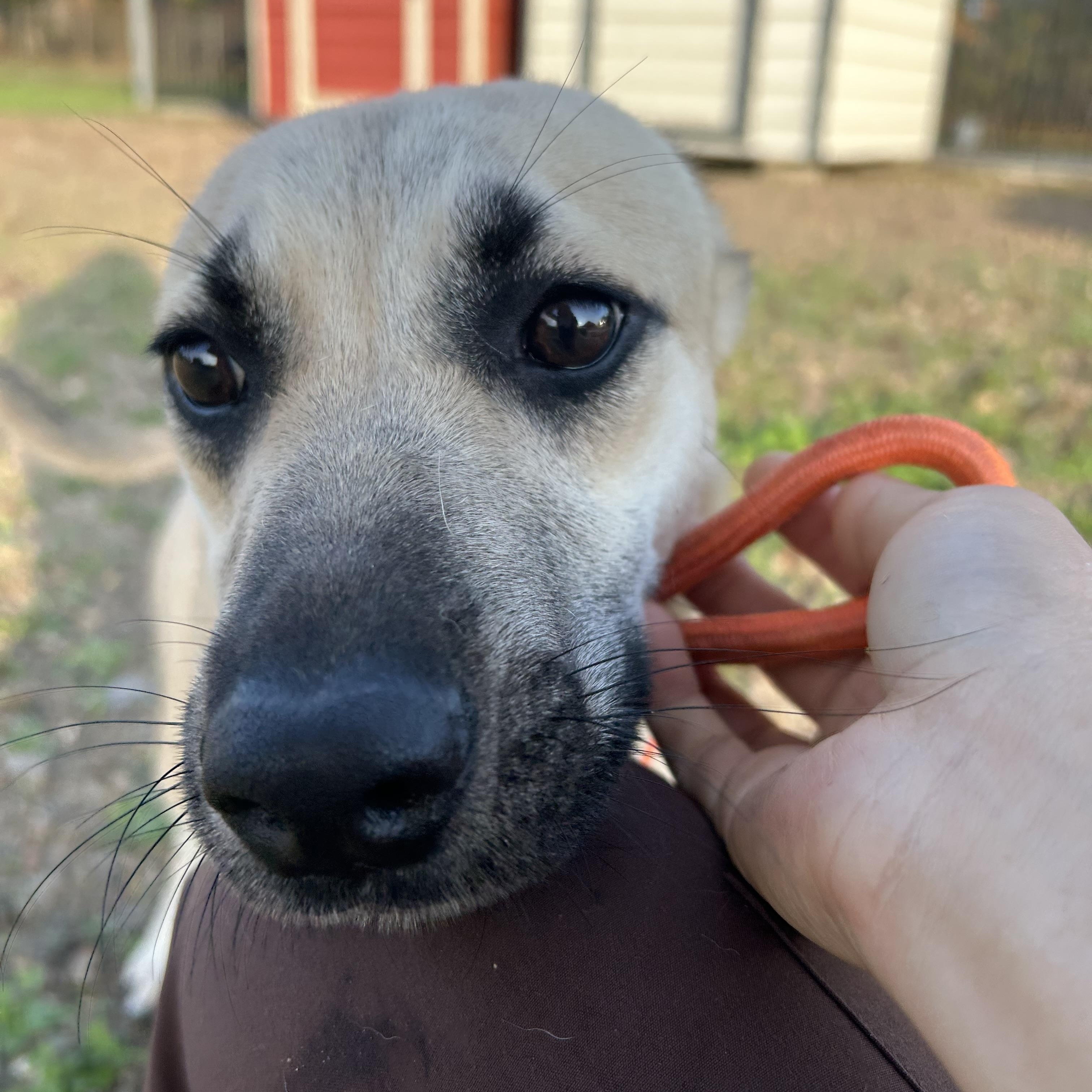 Shera, an adopted mixed breed in Leesburg, VA image 5/5