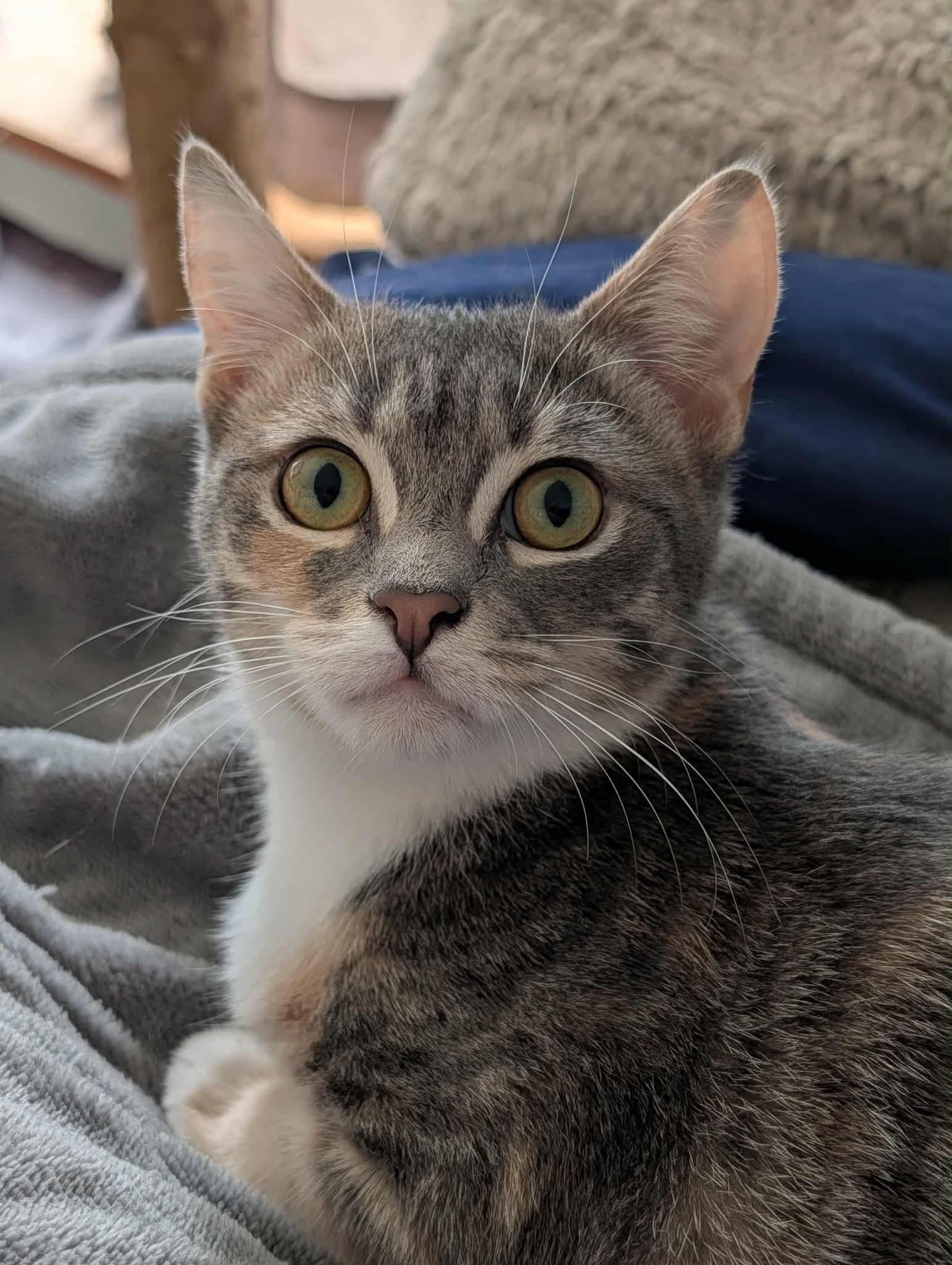 Chani, Adoptable, Young Female Domestic Short Hair.