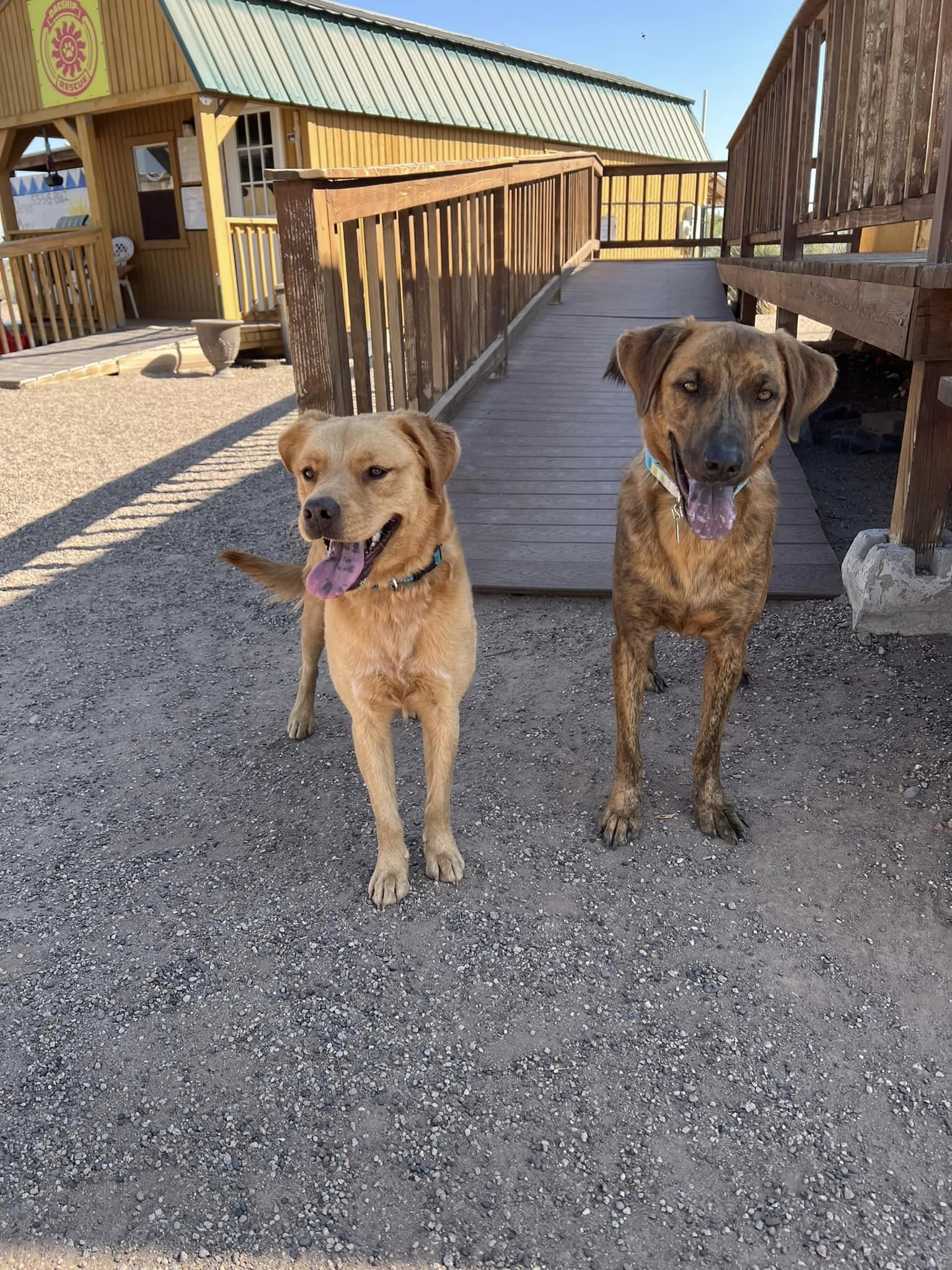 Noel, a Adoptable mixed breed in Deming, NM image 5/6