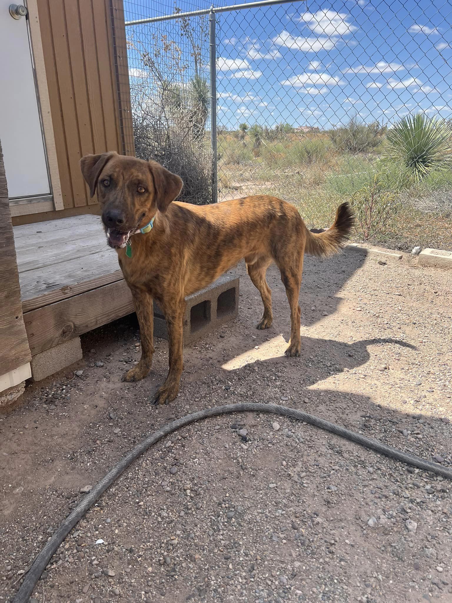 Noel, a Adoptable mixed breed in Deming, NM image 1/6