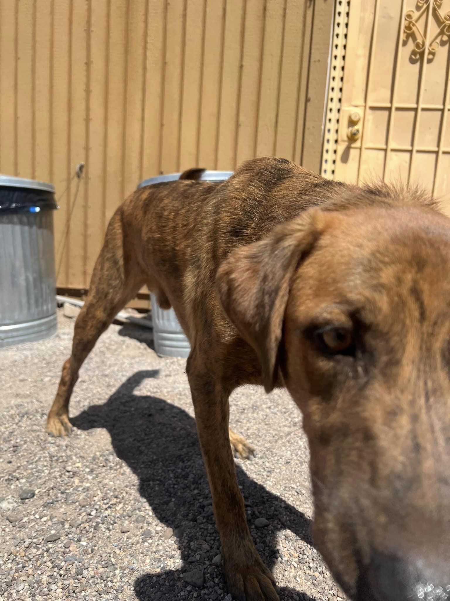 Noel, a Adoptable mixed breed in Deming, NM image 6/6