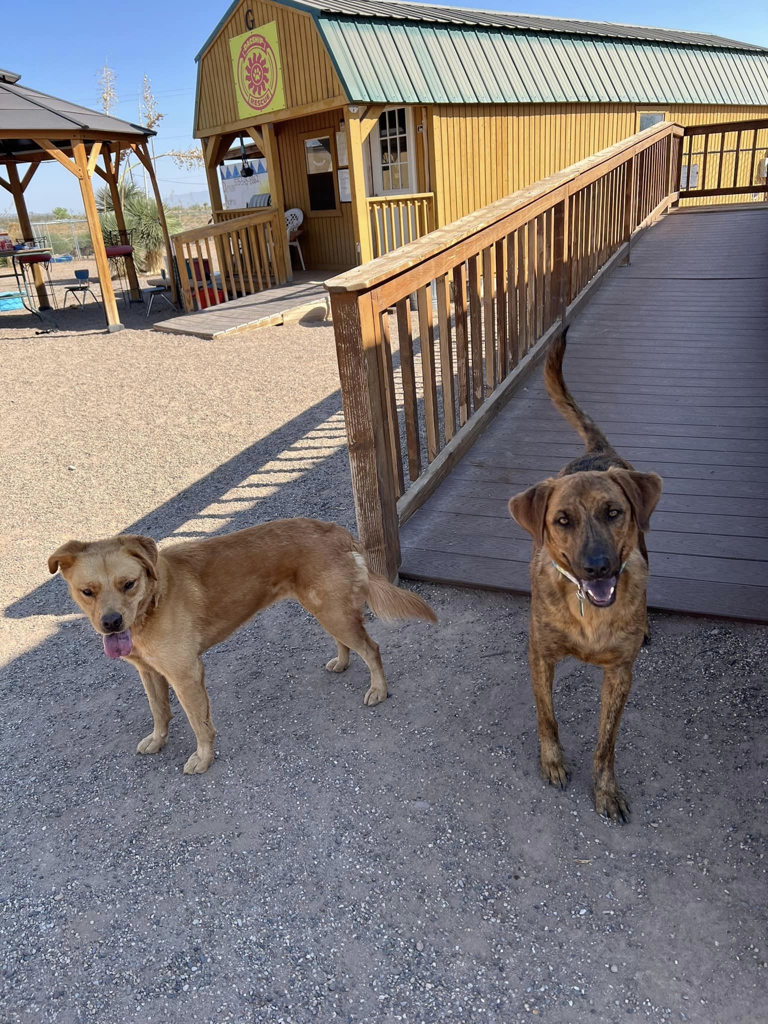 Noel, a Adoptable mixed breed in Deming, NM image 3/6