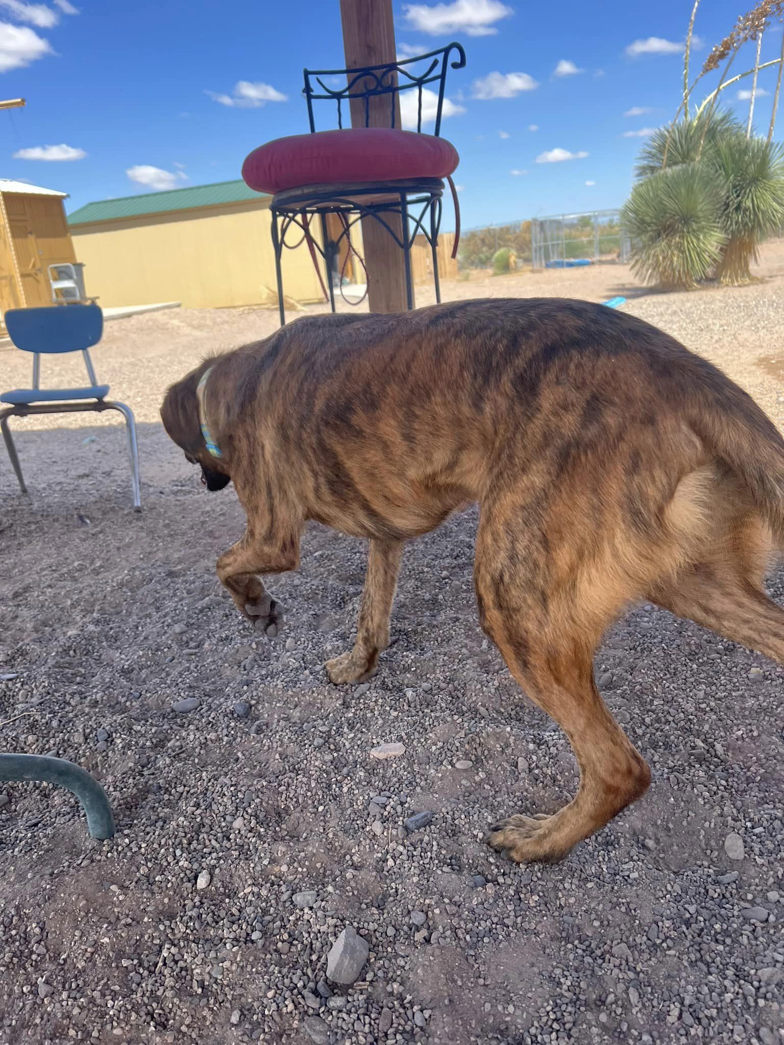Noel, a Adoptable mixed breed in Deming, NM image 2/6