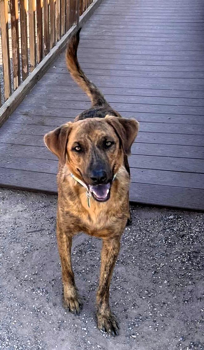 Noel, Adoptable, Adult Male Mountain Cur & Plott Hound.