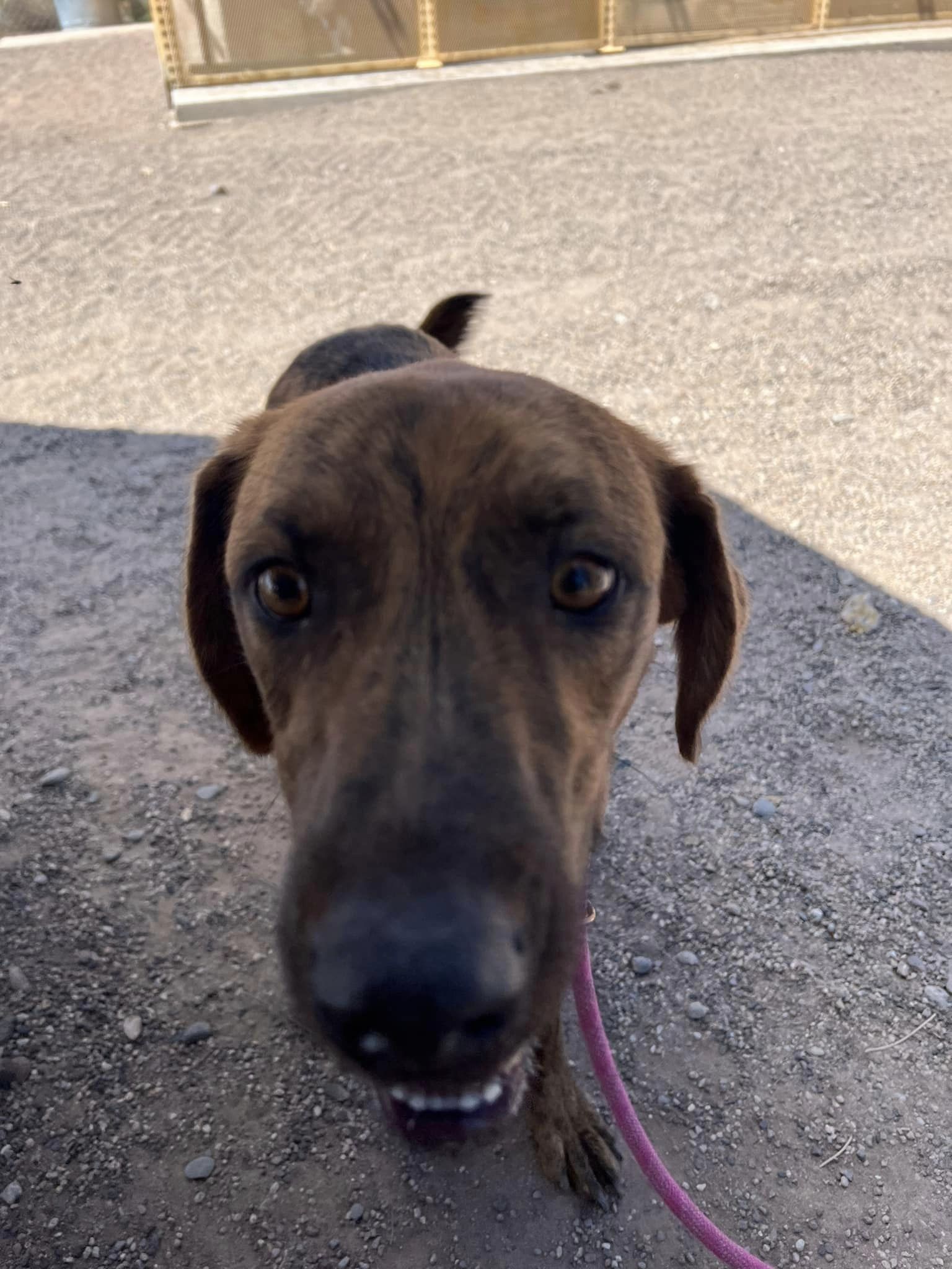 Noel, a Adoptable mixed breed in Deming, NM image 4/6
