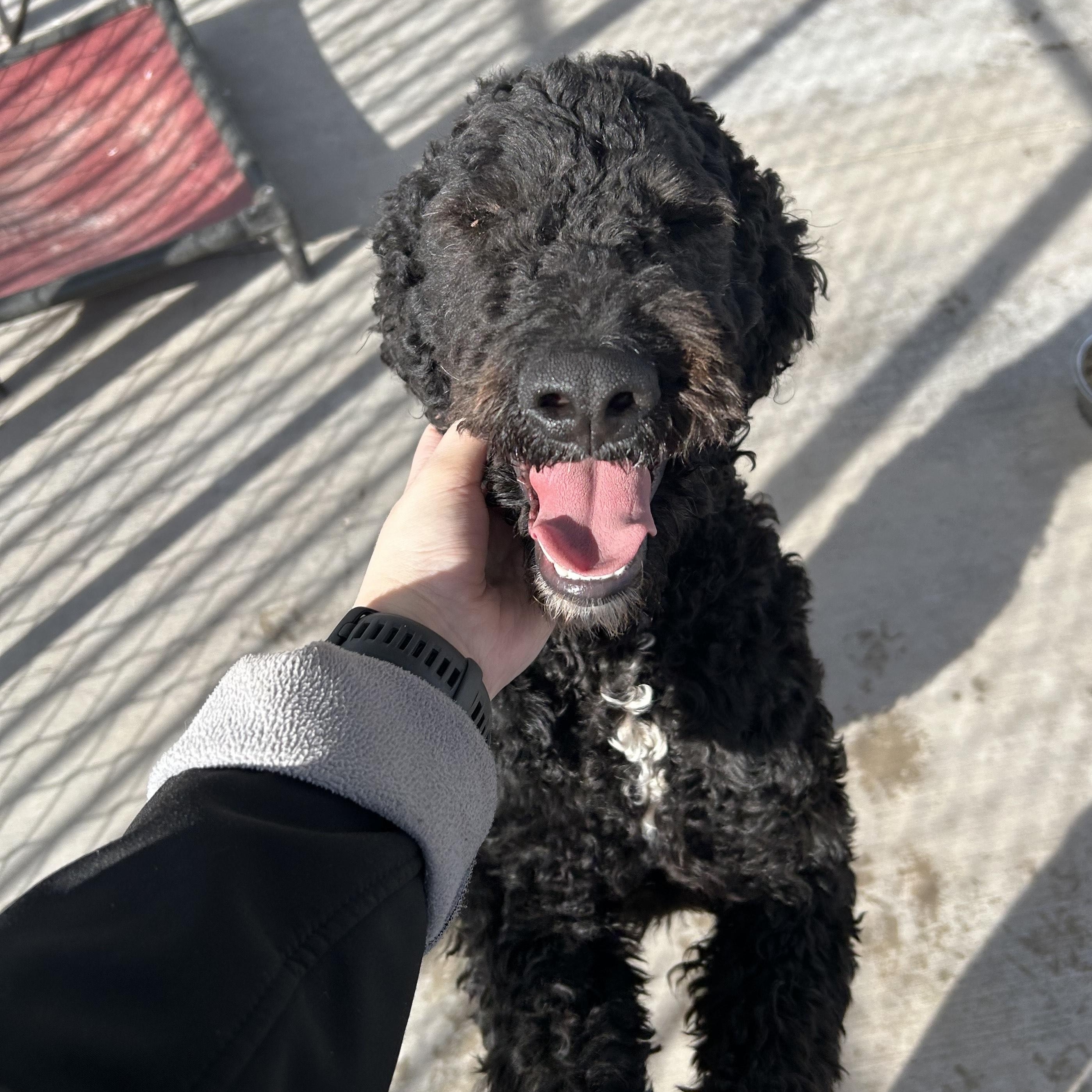 Enlarge TUX, an adopted mixed breed in Washington, UT image 2/2