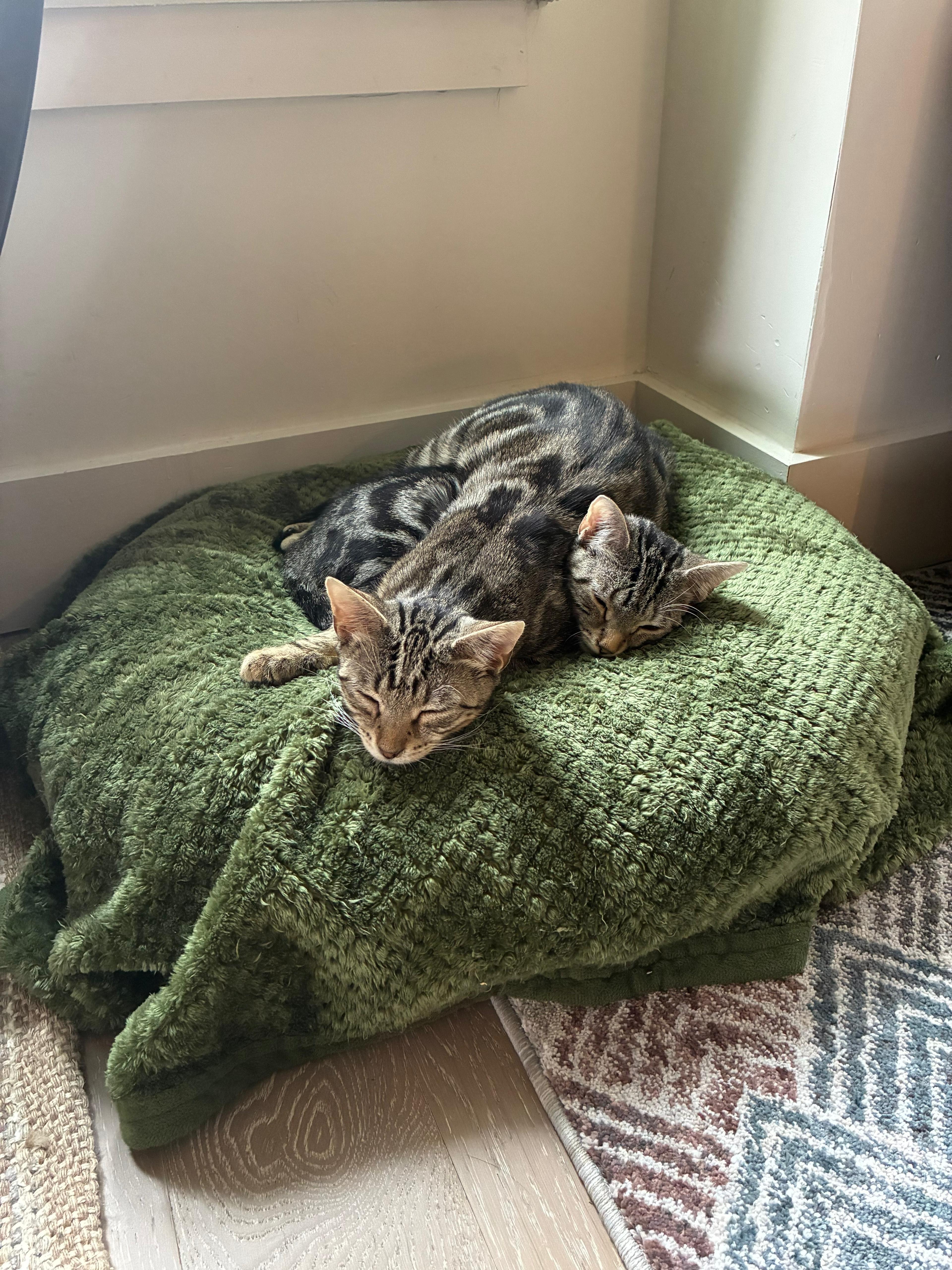 Enlarge Ryah, a Adoptable Domestic Short Hair in Jersey City, NJ image 2/6