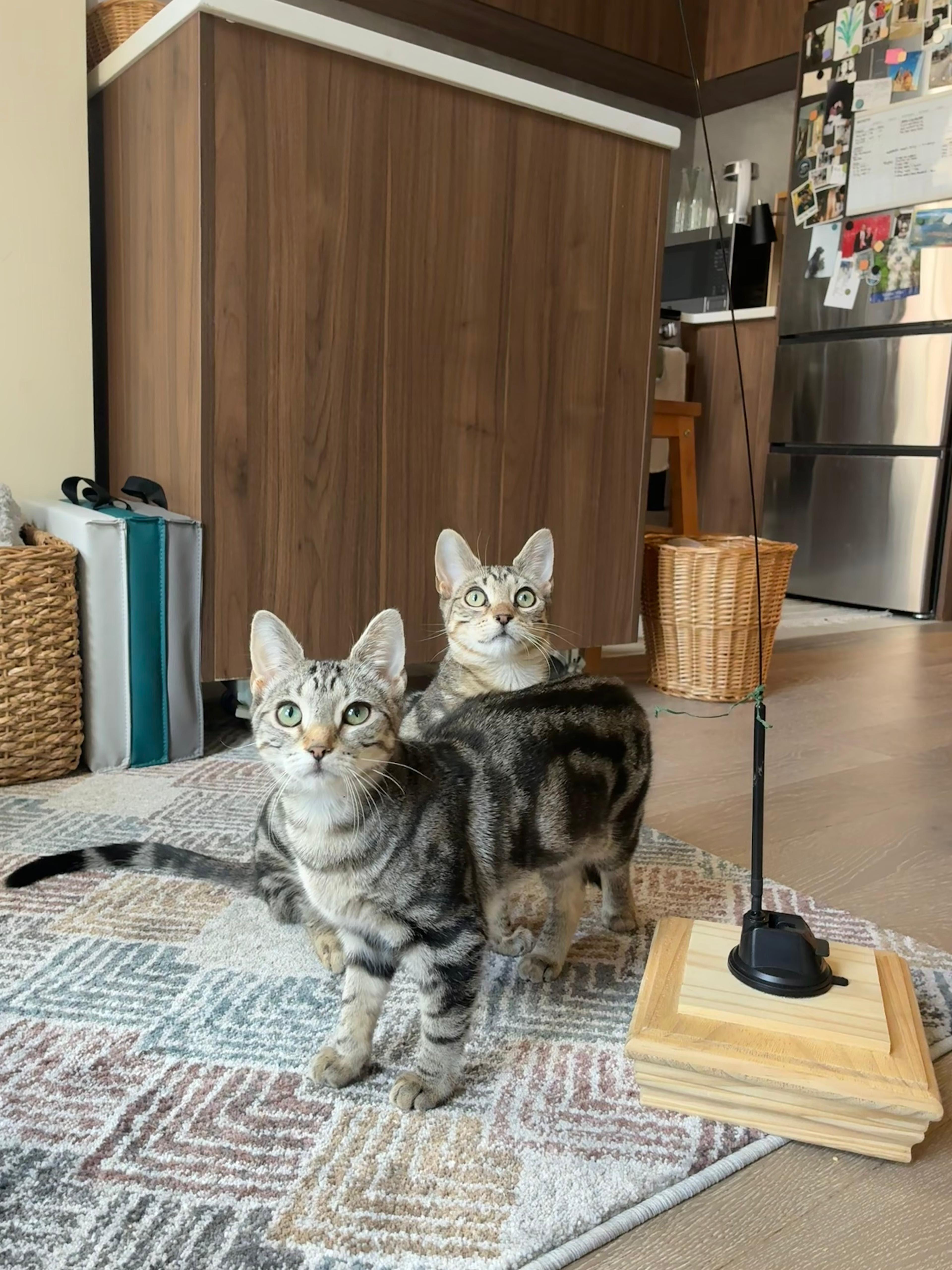 Enlarge Ryah, a Adoptable Domestic Short Hair in Jersey City, NJ image 3/6