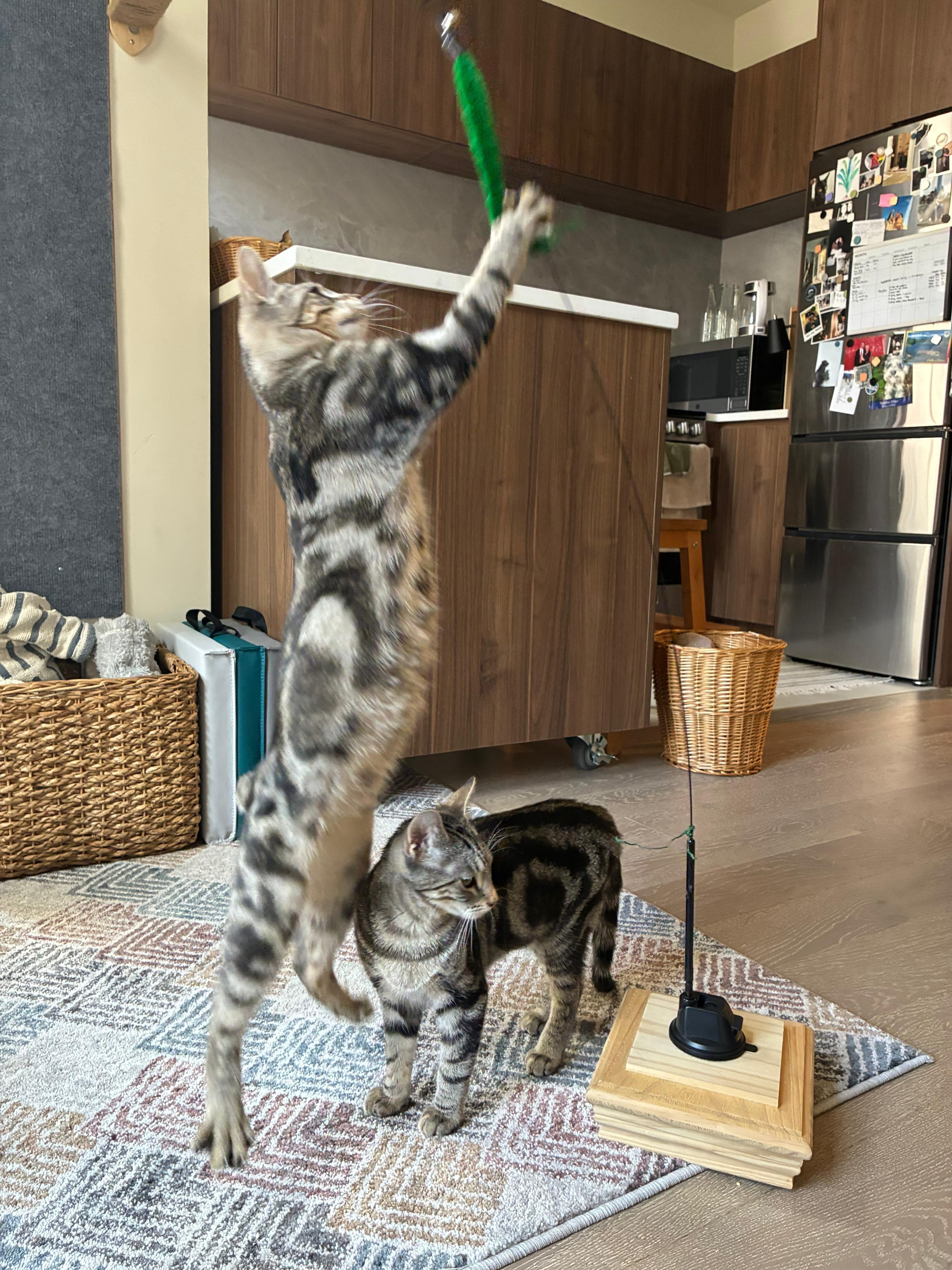 Enlarge Ryah, a Adoptable Domestic Short Hair in Jersey City, NJ image 4/6