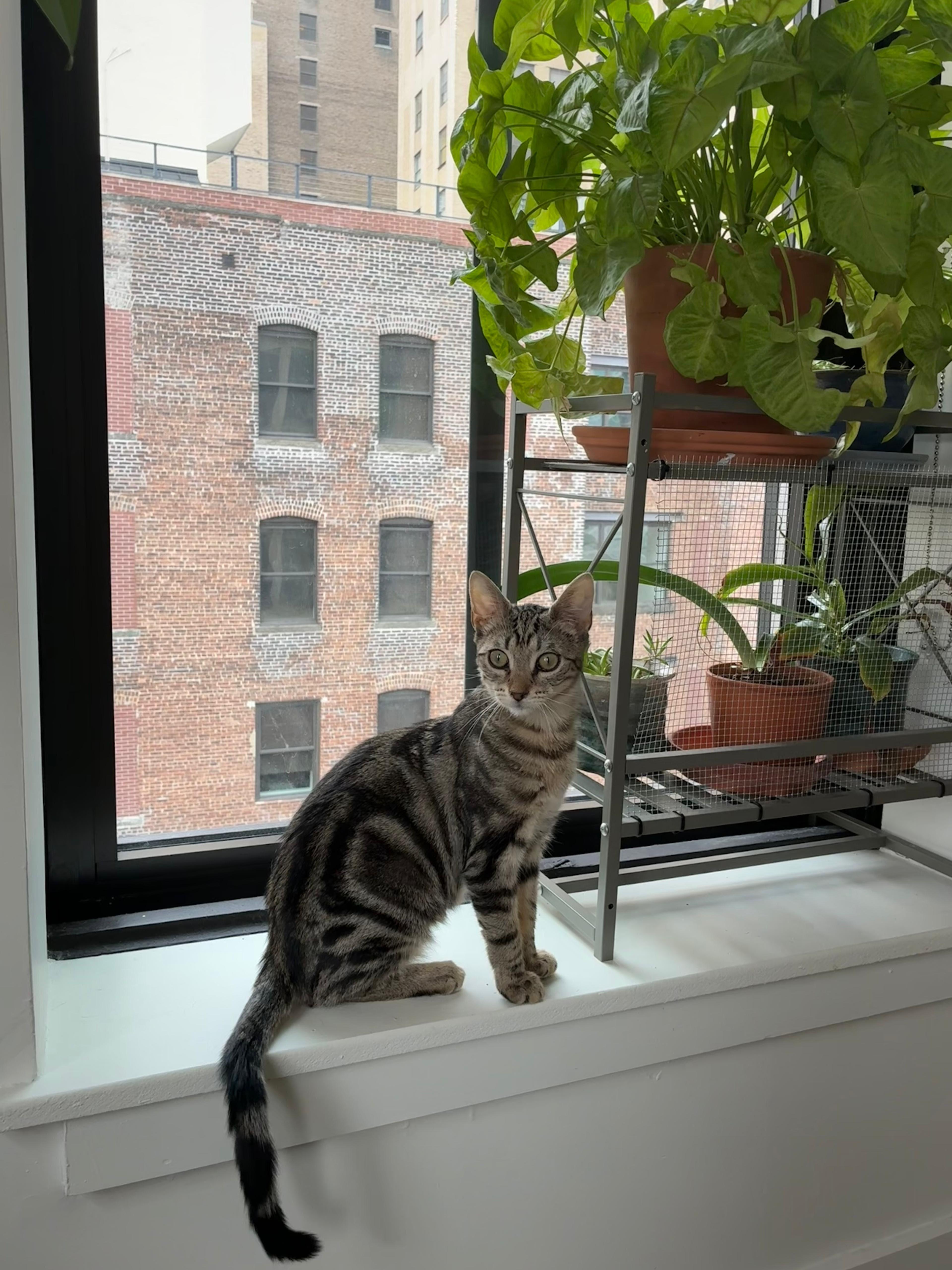 Enlarge Ryah, a Adoptable Domestic Short Hair in Jersey City, NJ image 1/6