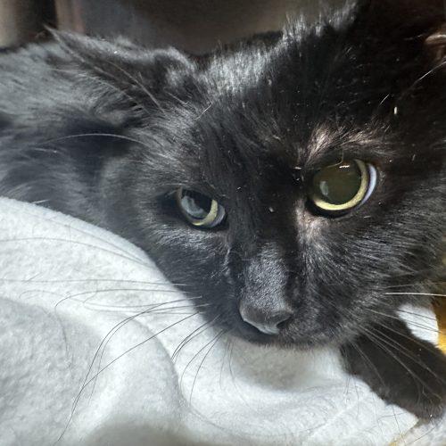Enlarge Spanky DeLane, a Adoptable Domestic Short Hair in Tipp City, OH image 1/1