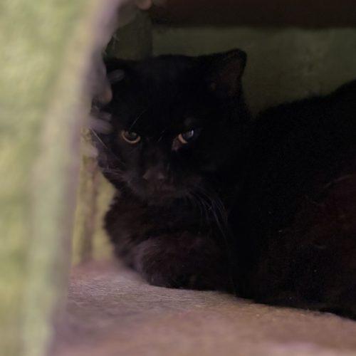 Enlarge Spanky DeLane, a Adoptable Domestic Short Hair in Tipp City, OH image 1/2