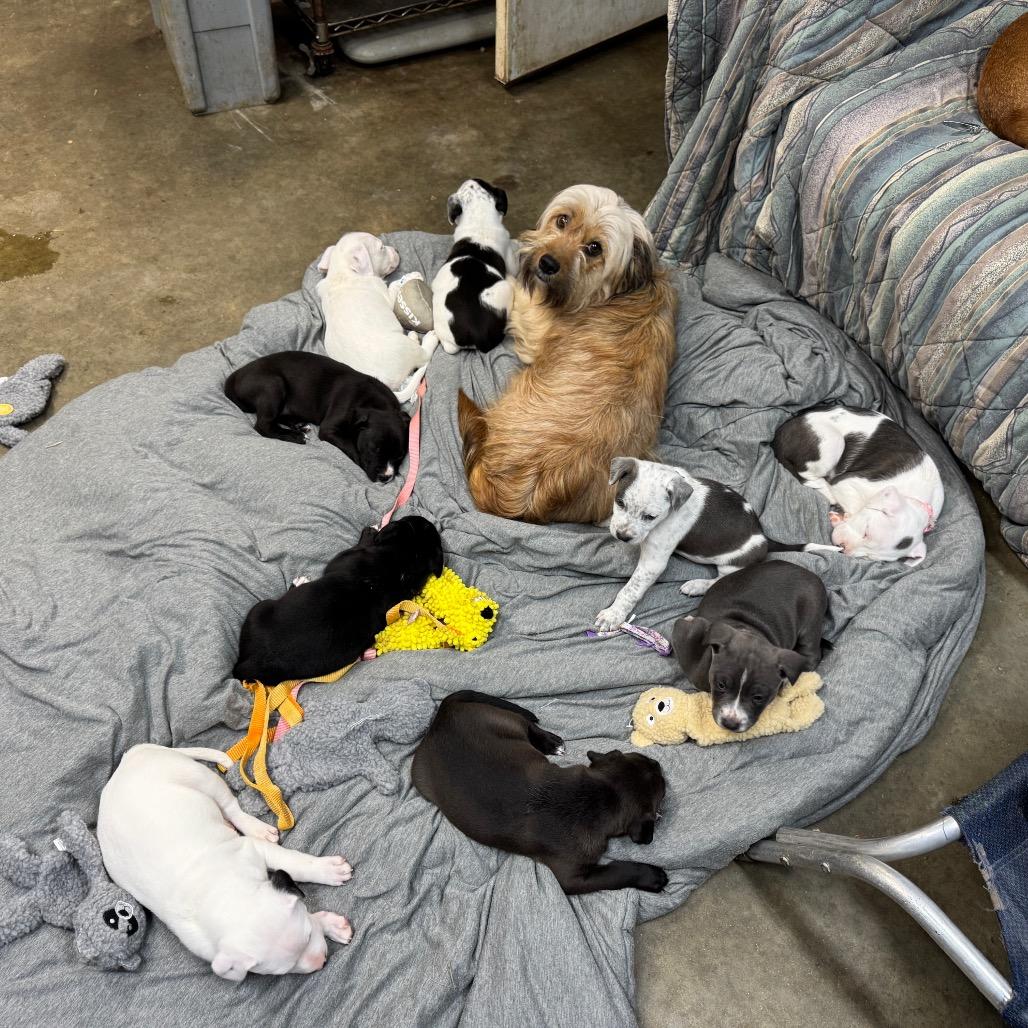 Enlarge Ranger, a Adoptable mixed breed in Southington, CT image 2/6