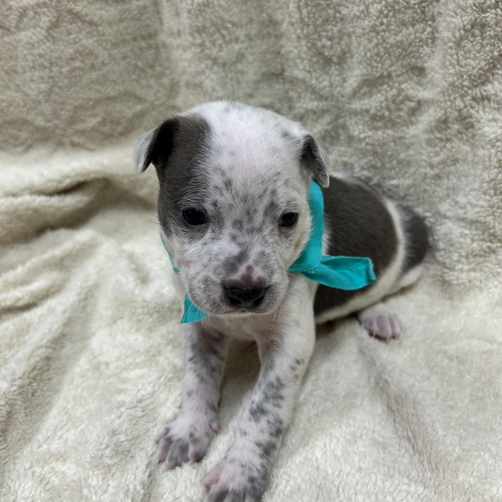 Enlarge Ranger, a Adoptable mixed breed in Southington, CT image 3/6