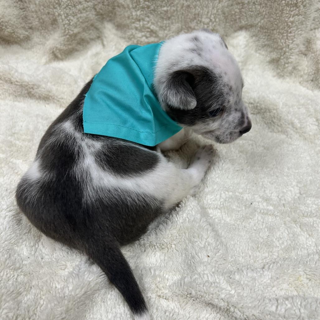 Enlarge Ranger, a Adoptable mixed breed in Southington, CT image 4/6