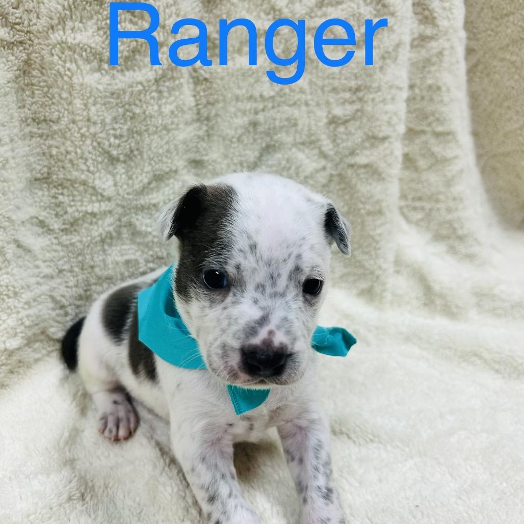 Enlarge Ranger, a Adoptable mixed breed in Southington, CT image 5/6