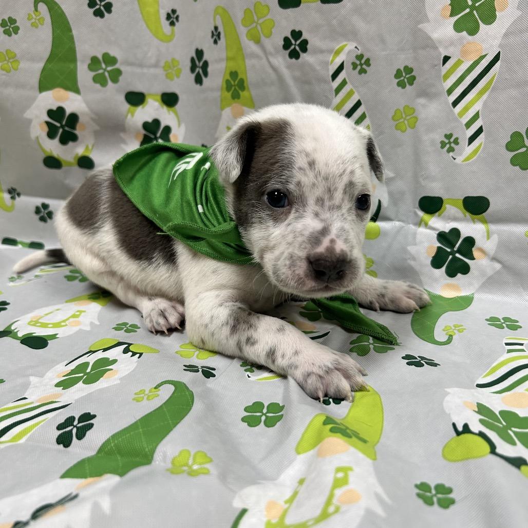 Enlarge Ranger, a Adoptable mixed breed in Southington, CT image 6/6