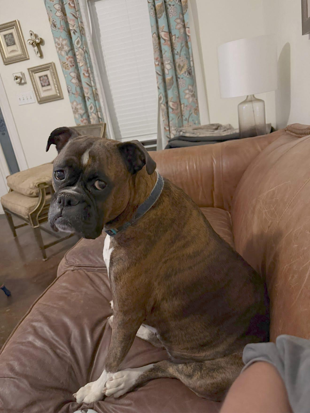 Bailey photo 2